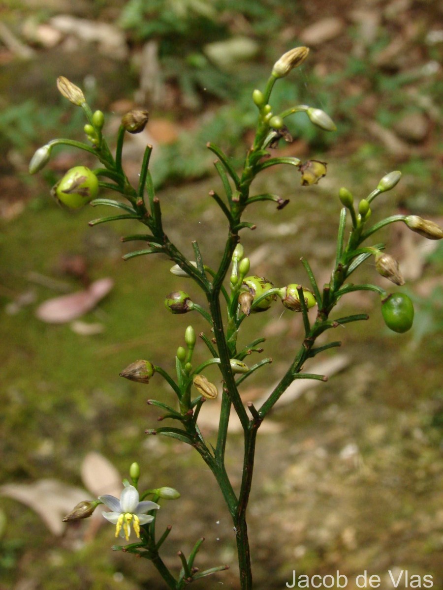Dianella ensifolia (L.) Redouté
